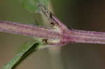Frog fruit